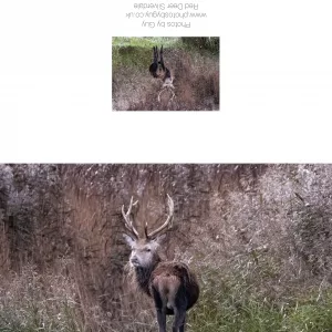 Red Stag In The Reeds At RSPB Leighton Moss - Greetings Card