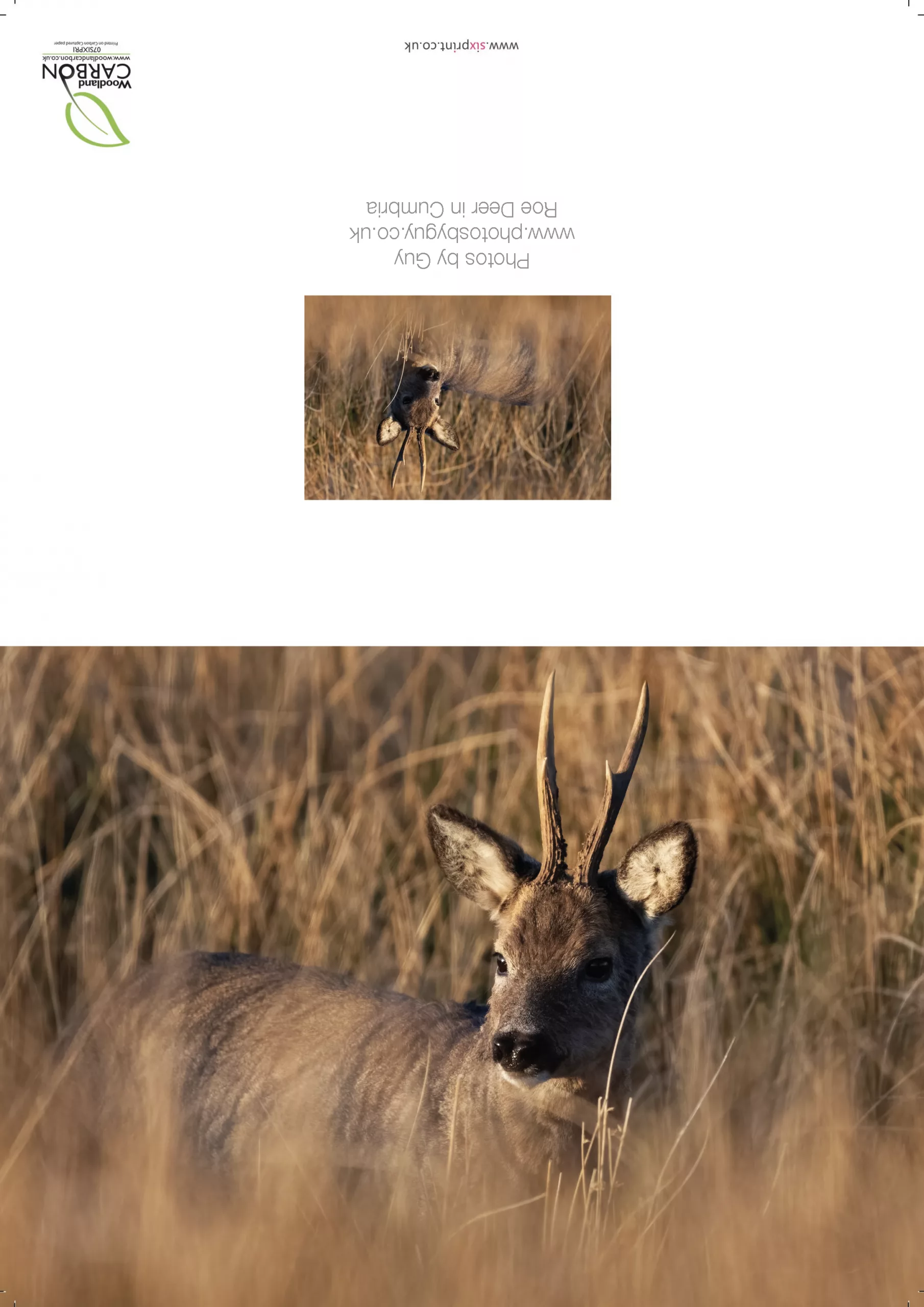 Roe Deer in the grass- A3 Print in wooden frame - Image 4