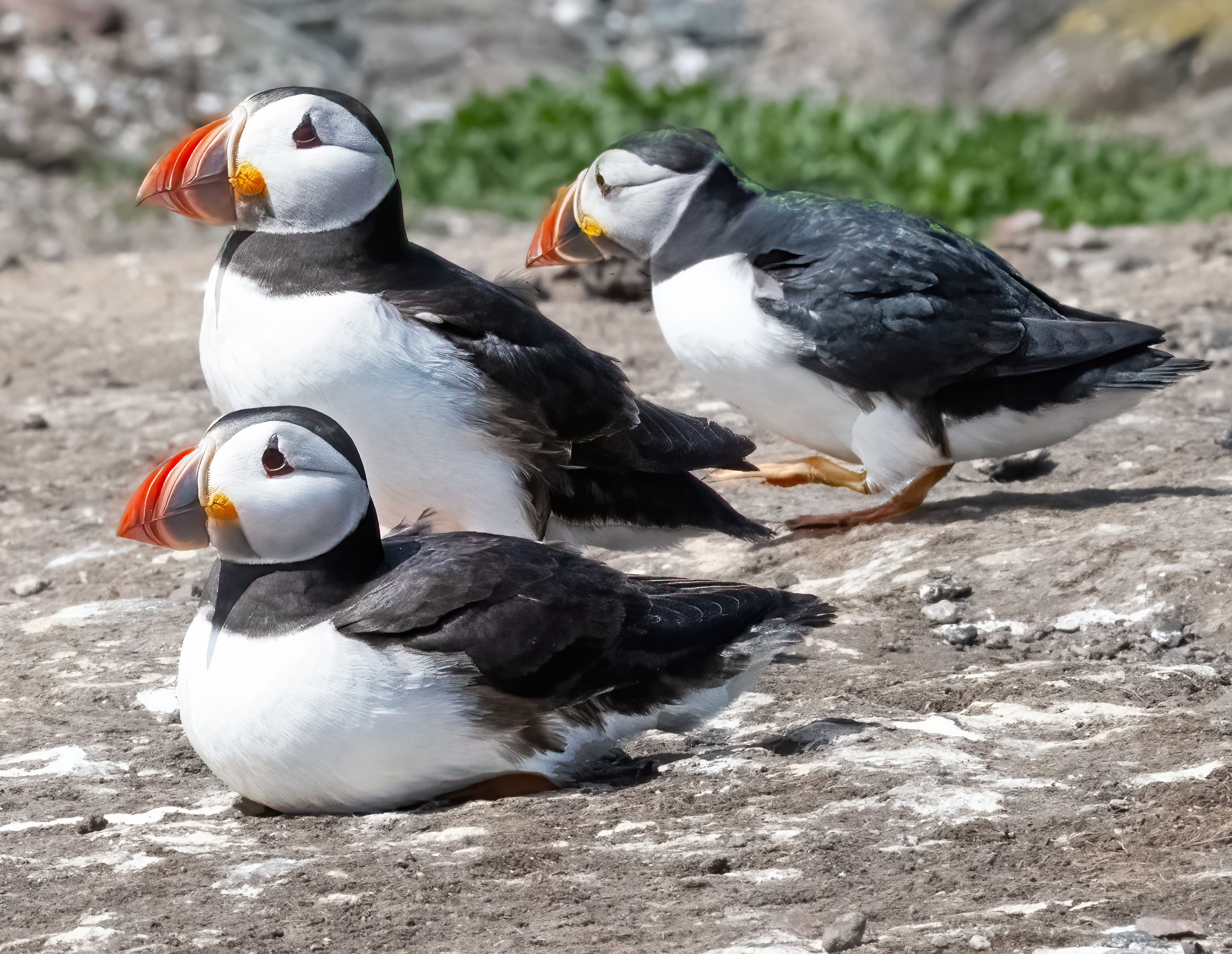 Three Puffins On The Inner Farne Isles - Greetings Card - Image 2