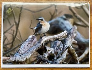 Greetings card Wheatear
