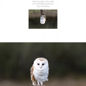 Barn Owl Sat On A Post In Cumbria 1 Greetings Card