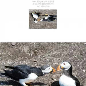 Two Puffins On The Farne Isles - Greetings Card
