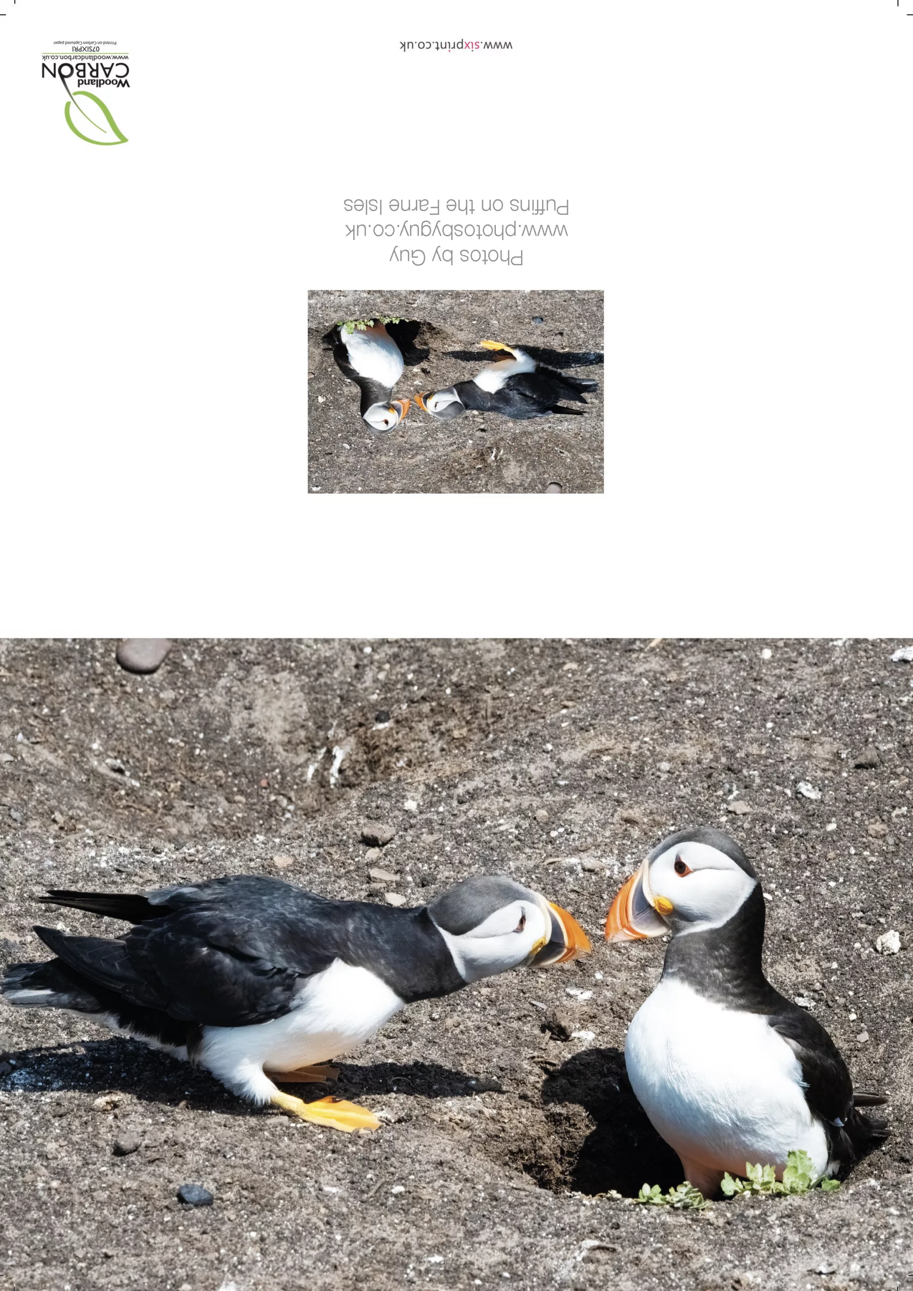 Two Puffins on the Farne Isles- A3 Print in wooden frame - Image 2