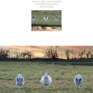 Cumbrian Sheep In A Row - Greetings Cards
