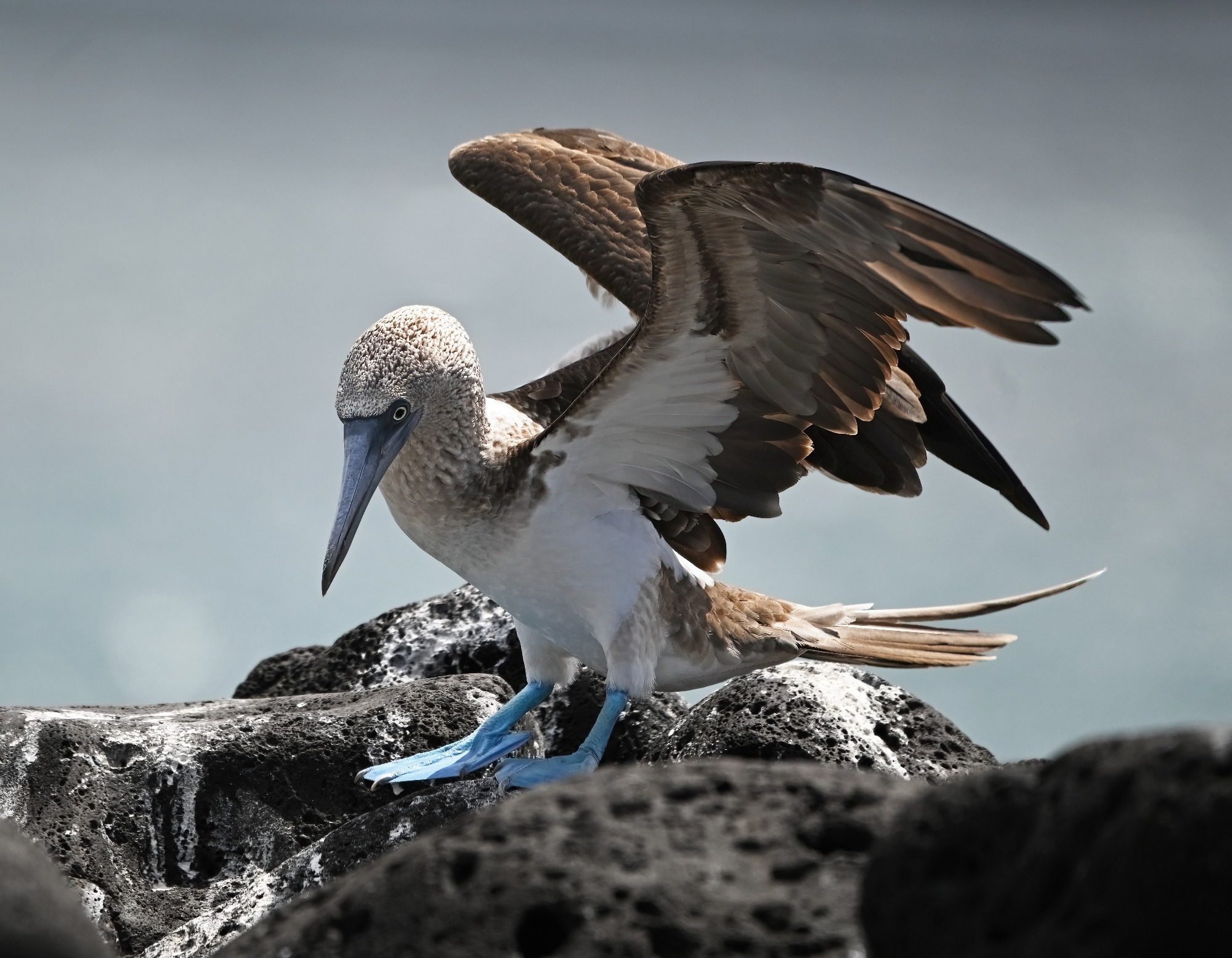 November 06 2023 to 09 Nov 2023 Galapagos