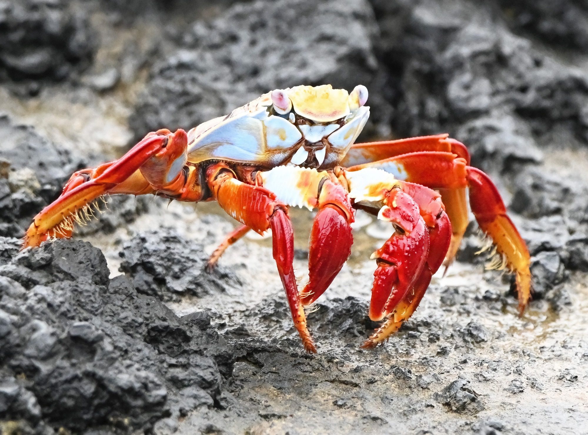 Image is not available