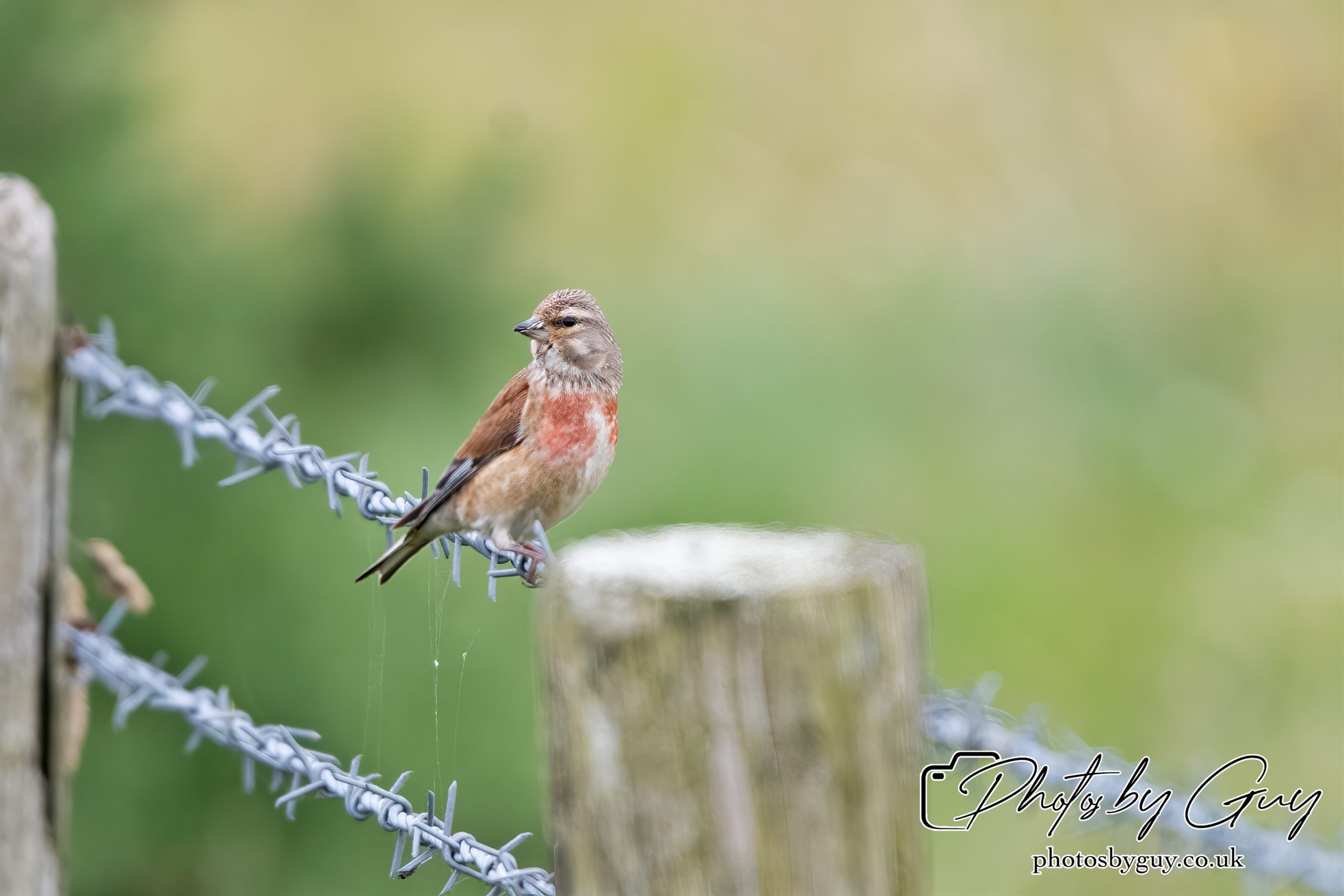 19 July 2024 : St bees head