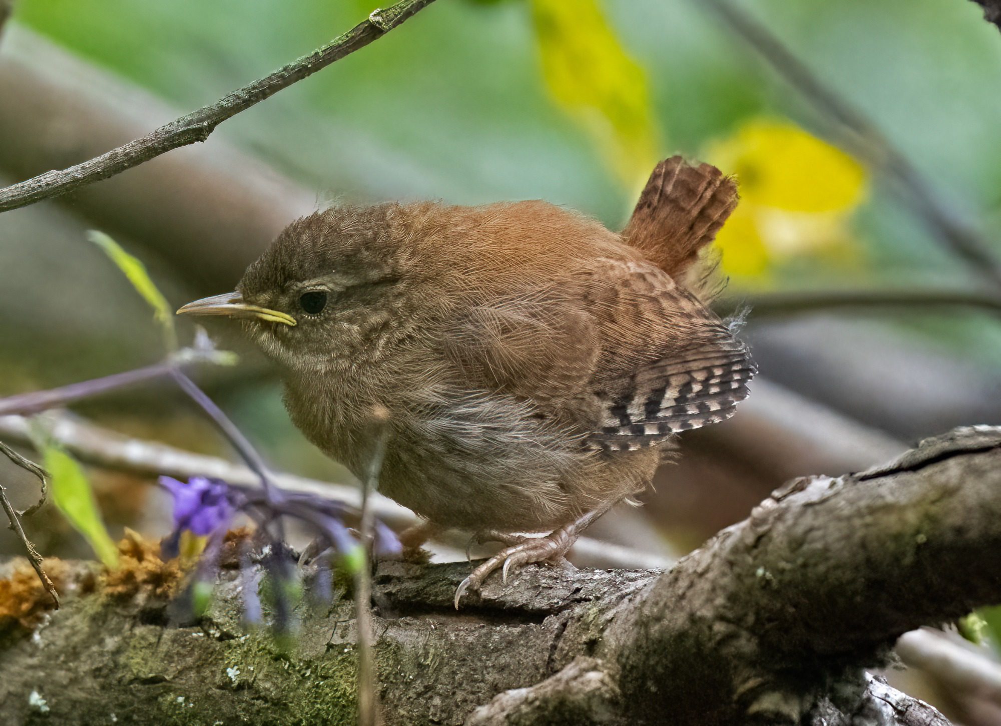 July 2023 18.07.23 : Ponsonby tarn and Parkside