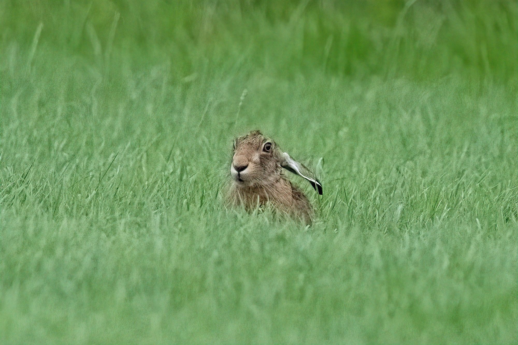 July 2023 18.07.23 : Ponsonby tarn and Parkside