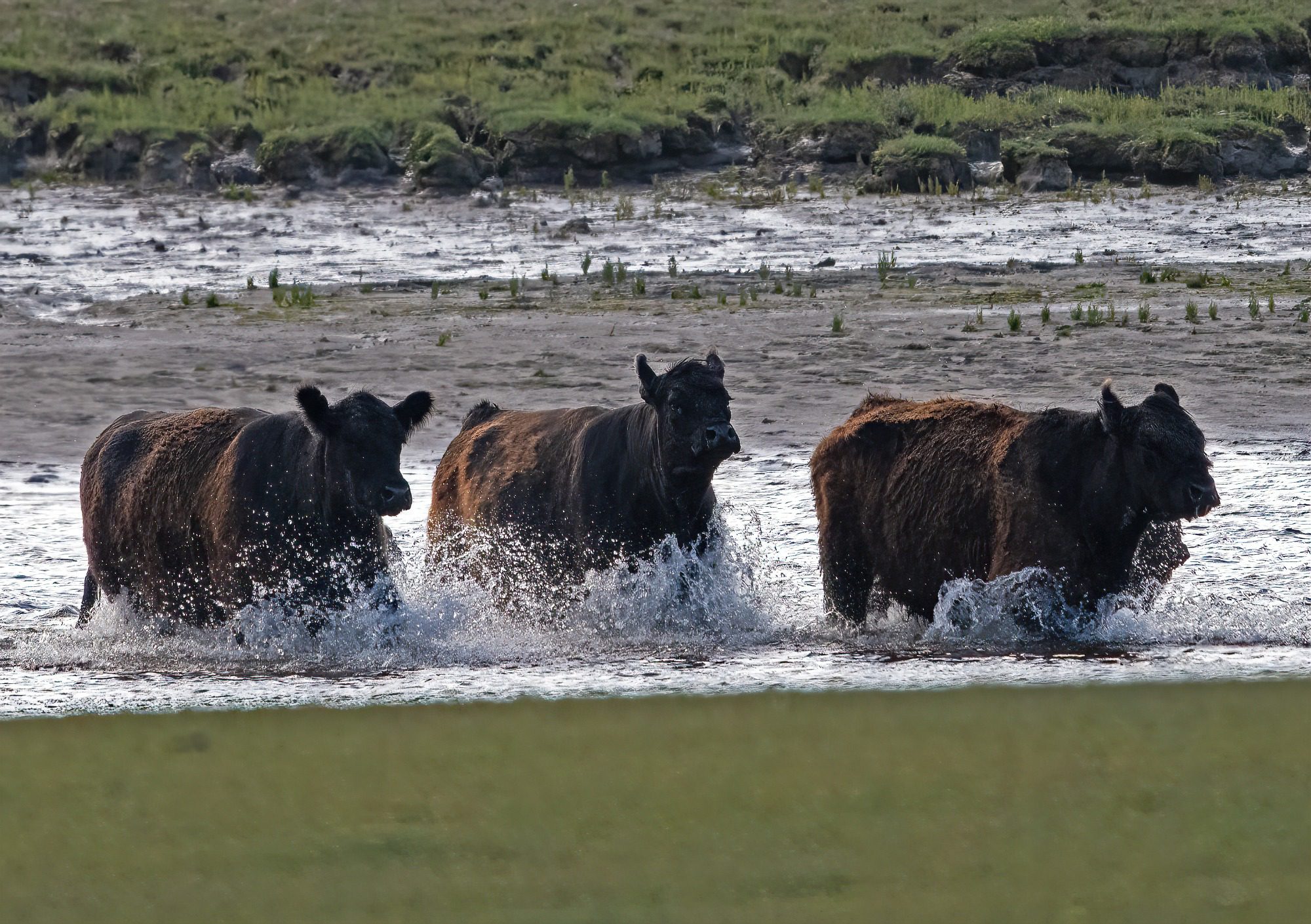 July 2023 24.07.23 : Drigg dunes and Parkside
