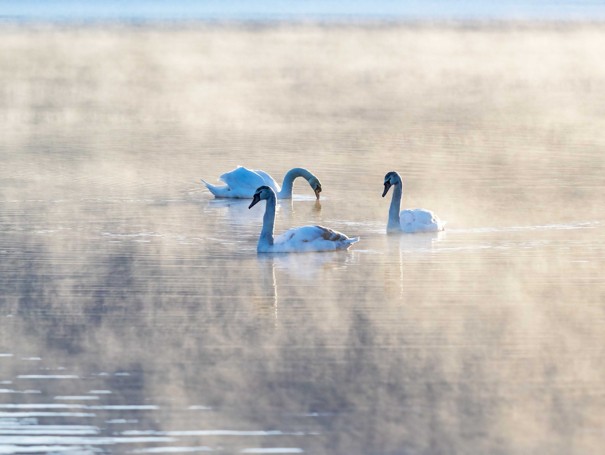 23 Feb 2023 : Bassenthwaite