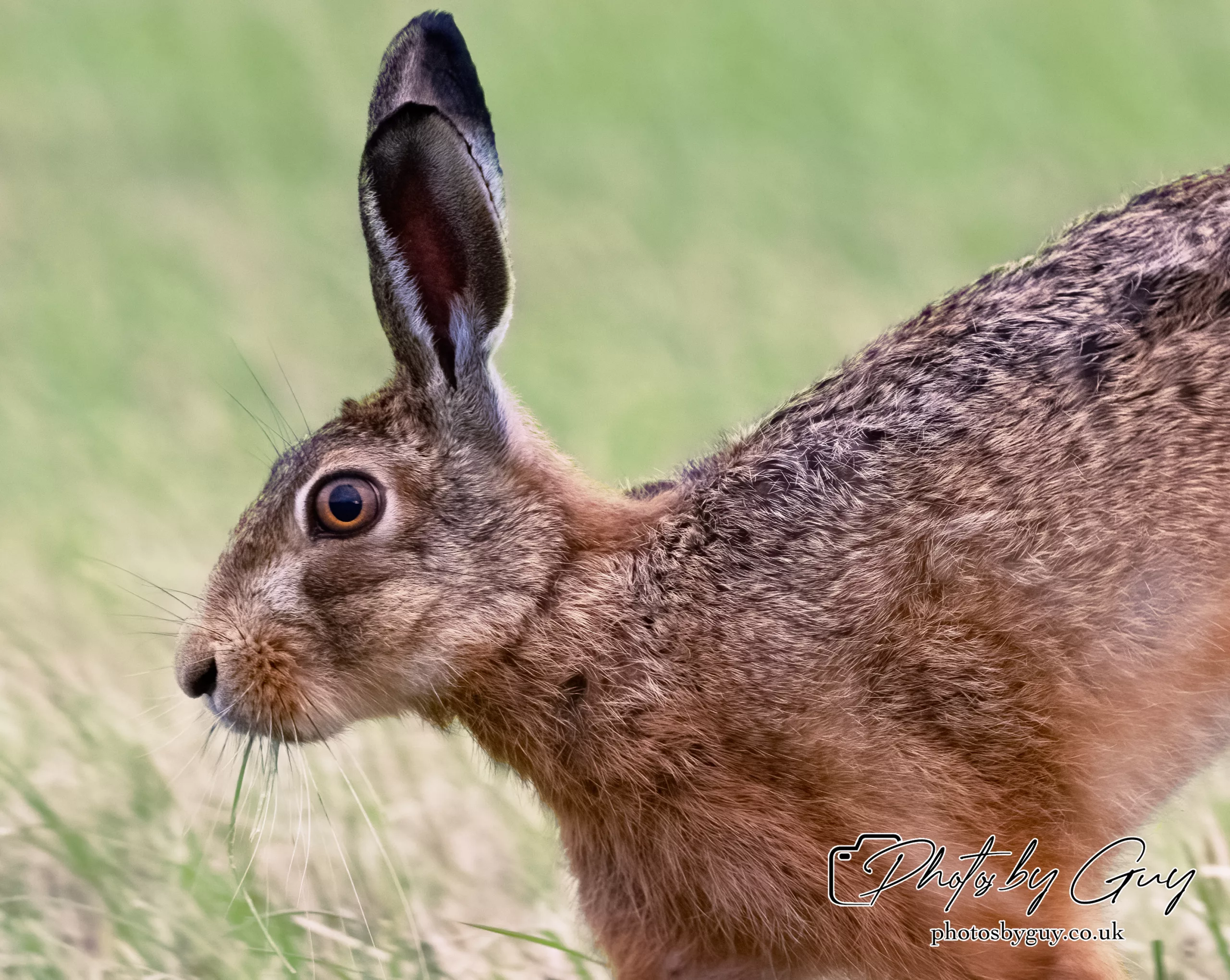 7 Aug 2024 : Brown Hare, West Cumbria