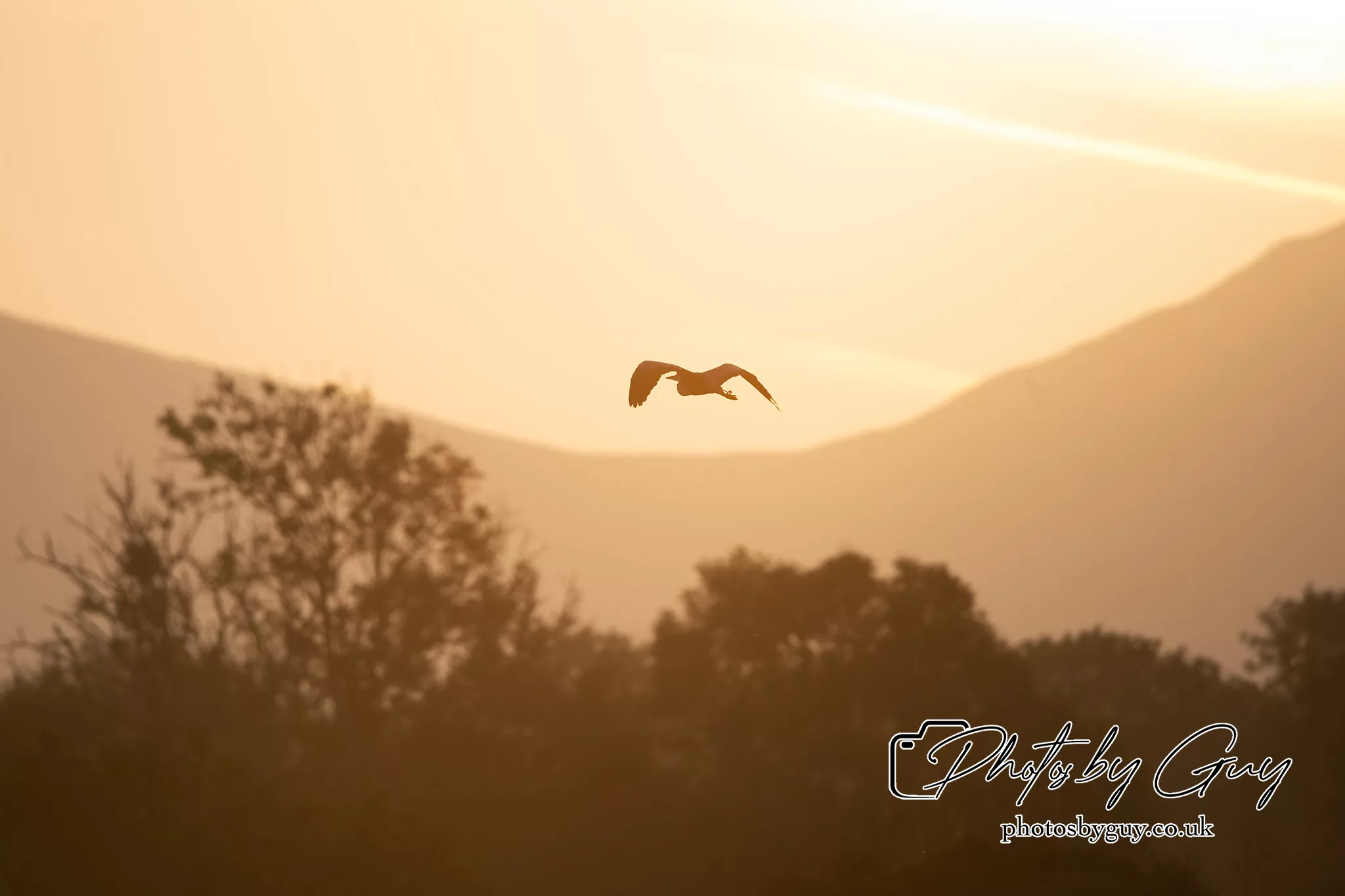 1st September 2024 : Barn Owls, Herons, Dippers and Cormorants