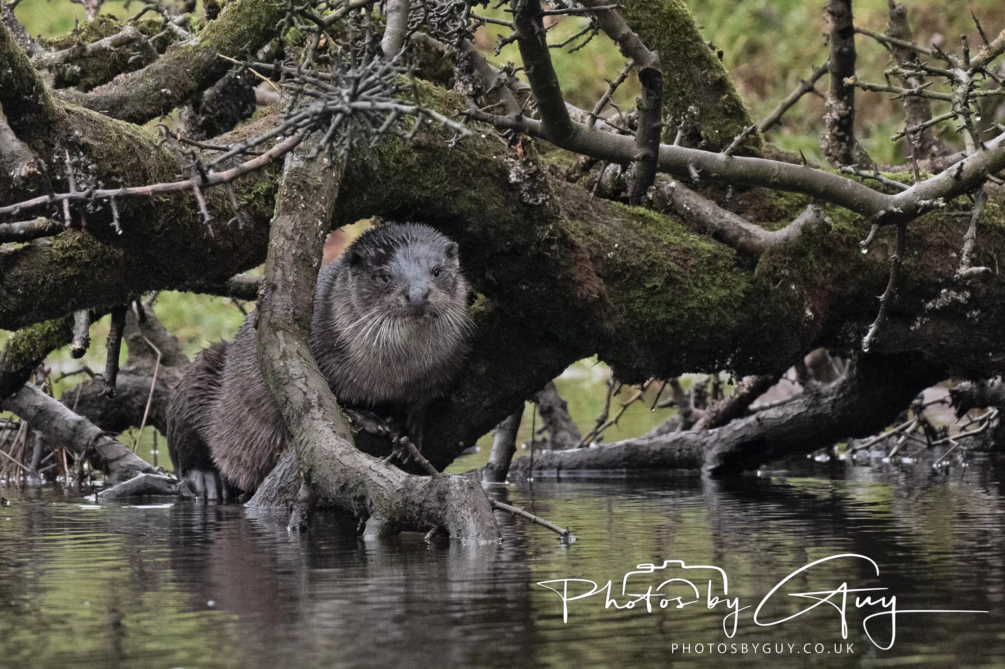23 & 24 December 2024 : Otters, Swans and Herons