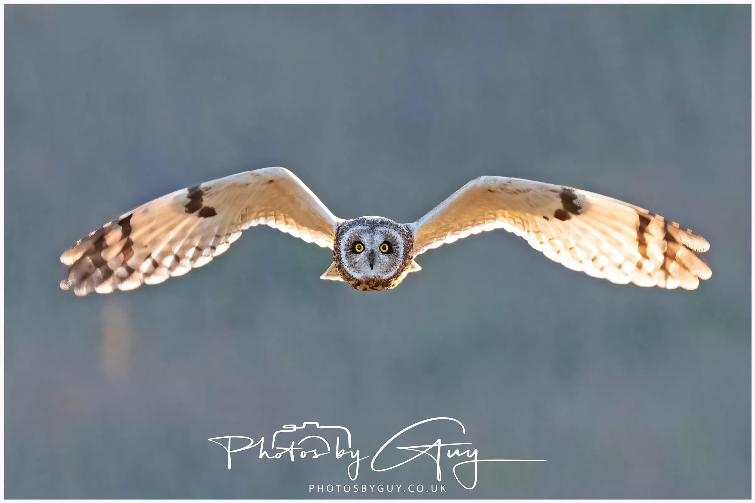 1st to 2nd January 2025 : Short Eared Owl, Turnstones , Kestrels, Stonechats and Cormorants- not a bad start to the new birding year !