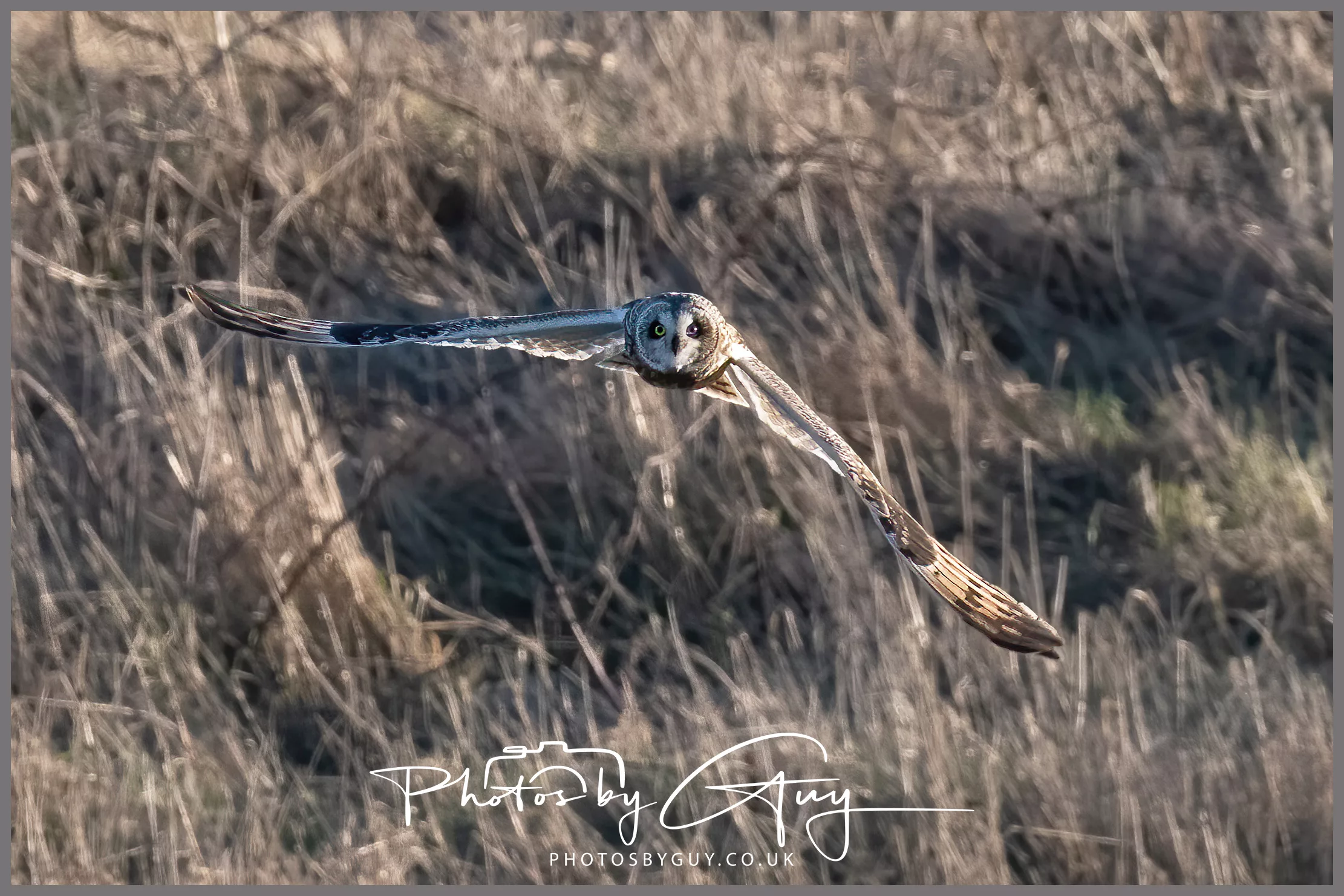 10 & 11 th Jan 2025 : Short Eared Owls and a single Roe Deer