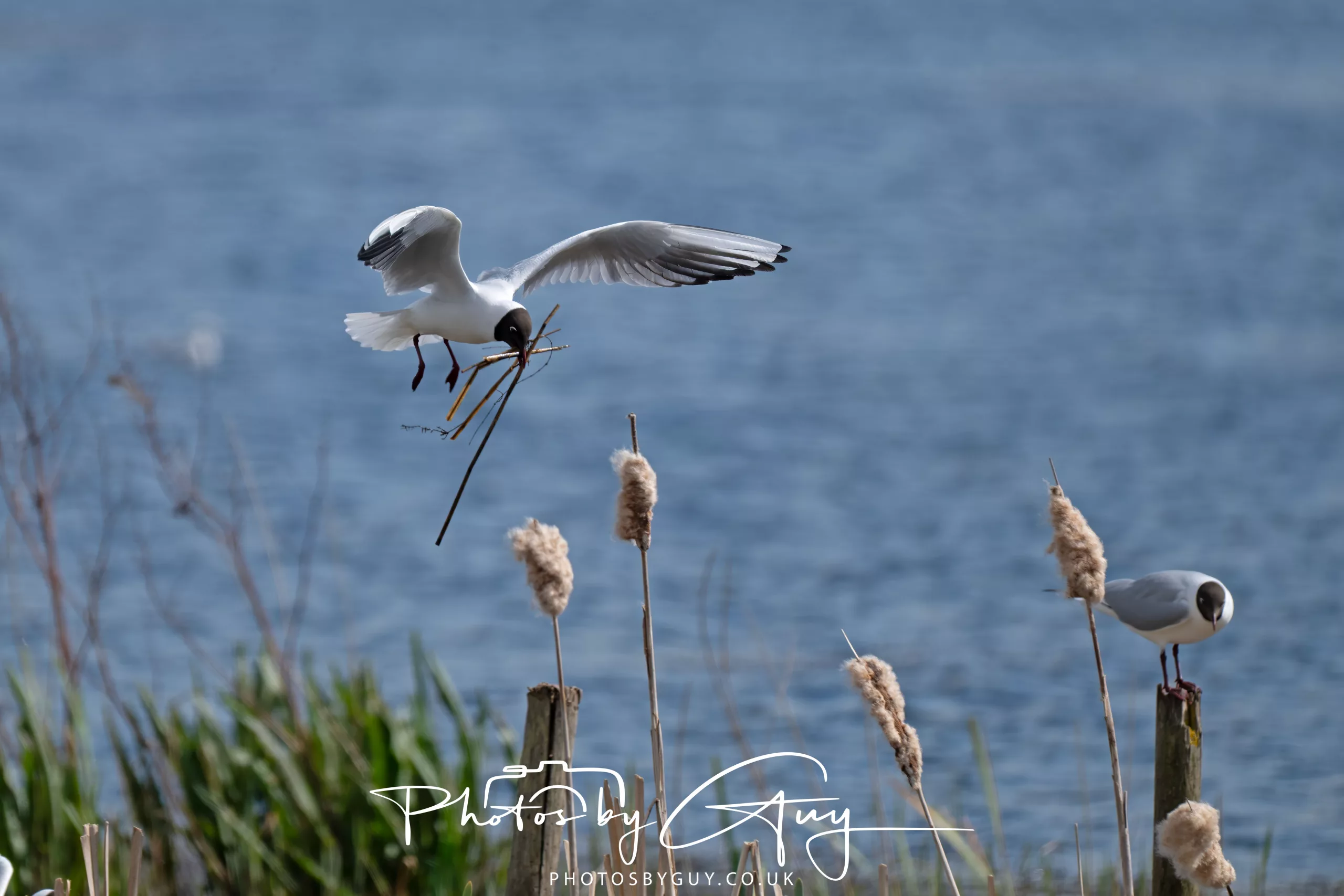 13 April 2025 : Quick visit to Leighton Moss RSPB bird reserve on a grey day