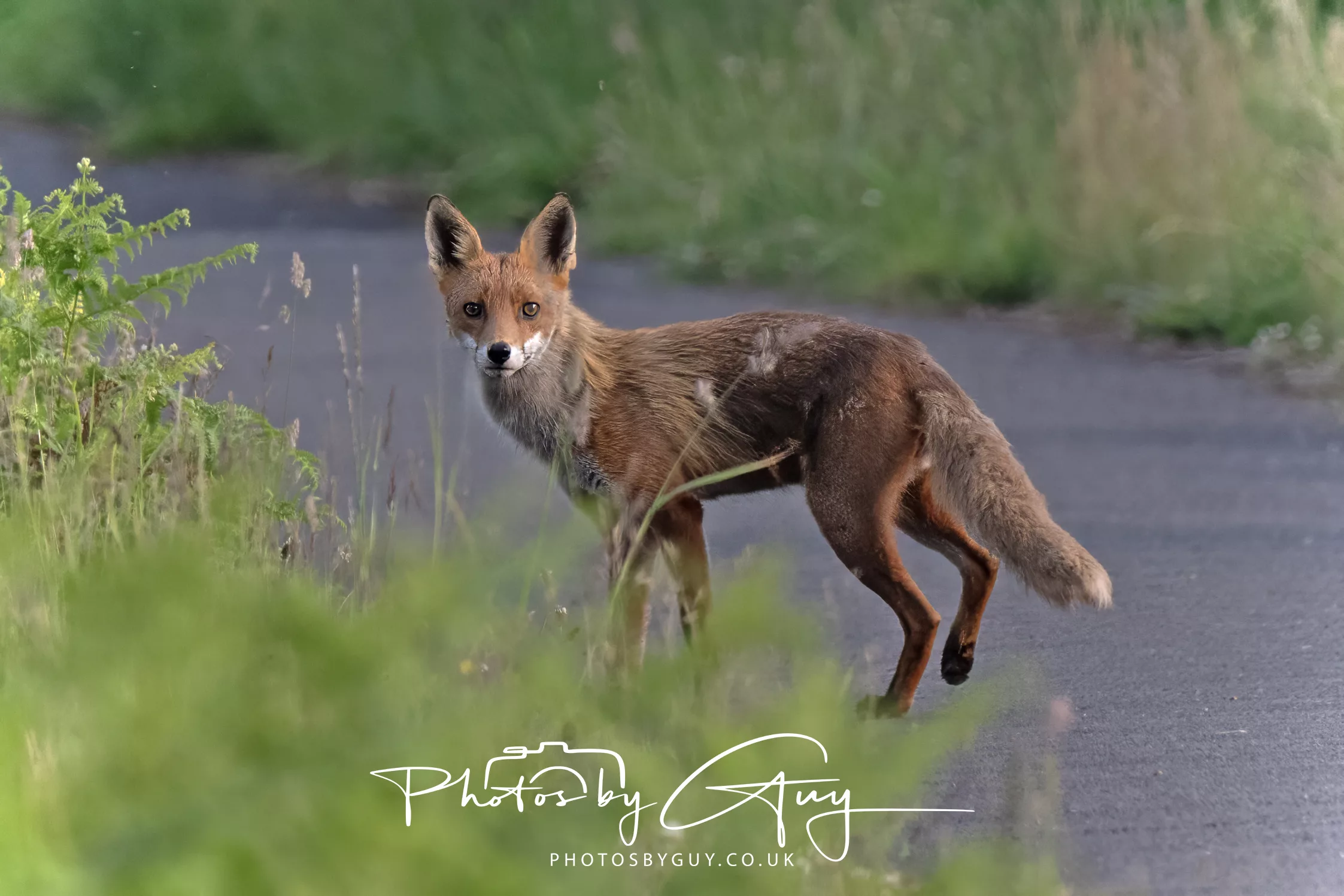 11 June 2025 : An evening stroll – Frogs and Foxes