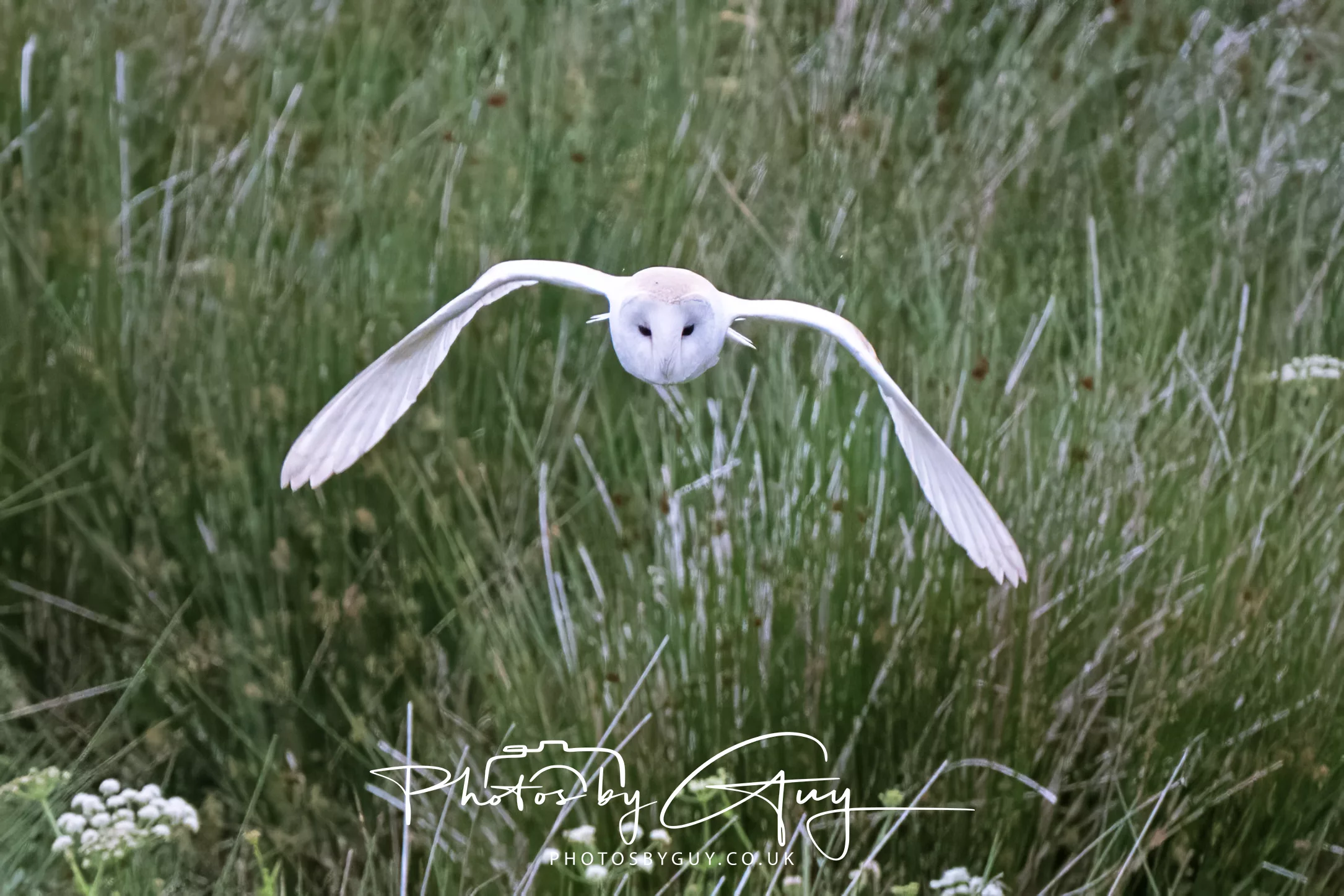 05 June 2025 – The first trip out after my ankle injury and Barn Owls came to say hi !