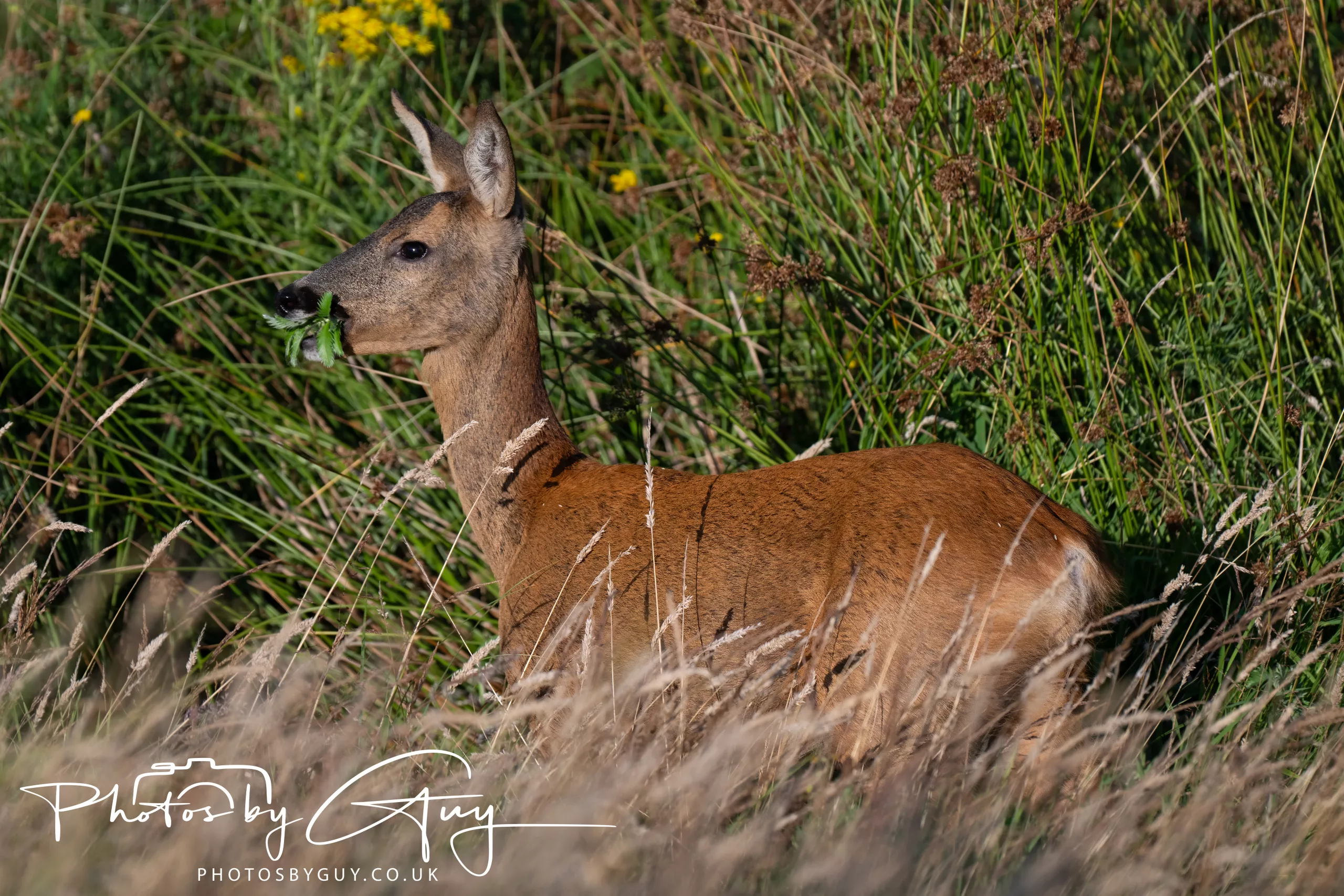 30 July 2025 – Just a Roe Deer tonight