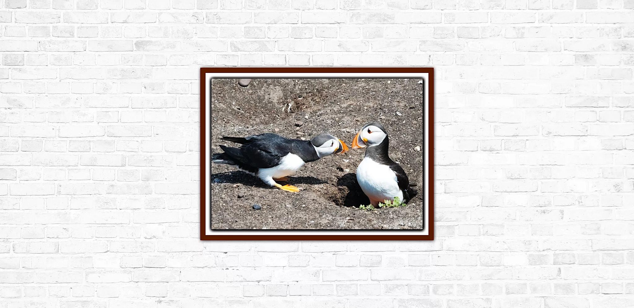 Two Puffins on the Farne Isles- A3 Print in wooden frame