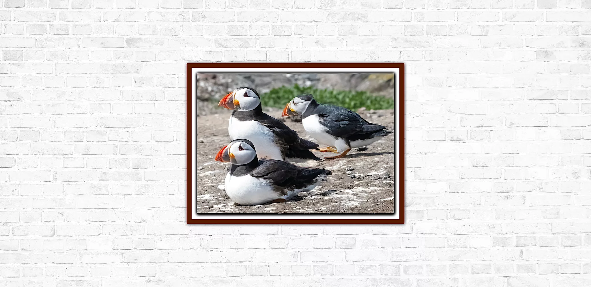 Three Puffins on the Farne Isles- A3 Print in wooden frame