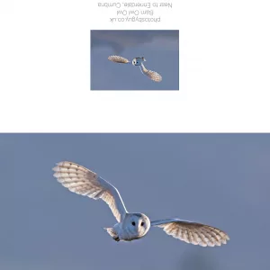 Barn Owl in flight with blue sky Greeting Card