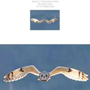 Short Eared Owl head on in the sun - without a border