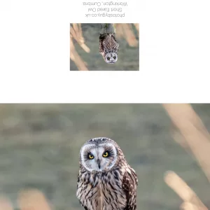 Short Eared Owl sat on a post in Cumbria - greetings card