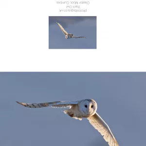 Barn Owl in flight with blue sky no two Greeting Card