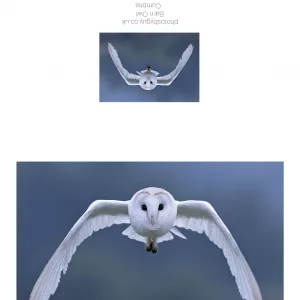 Barn Owl in flight Greeting Card - with a border