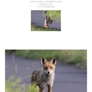 Fox in its Winter coat - greetings card with a border