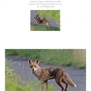 Fox on the path in West Cumbria- greetings card with a border