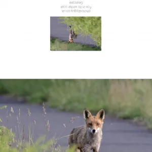 Fox in its Winter coat - greetings card without a border