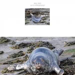 Grey Seal basking in the sun - Greeting Card