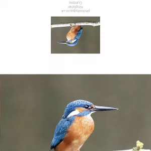 Perched Kingfisher in Cumbria Greeting Card