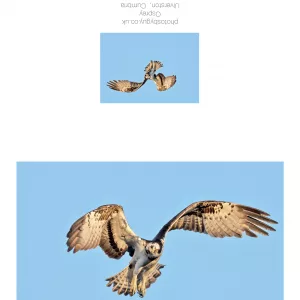 Osprey coming in to hunt in Cumbria Greeting Card