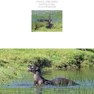 Otter shaking its head in the pond near to Cleator Moor, Cumbria - Greeting Card