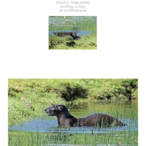 Otter basking in the sun in the pond, near to Cleator Moor, Cumbria - with a border