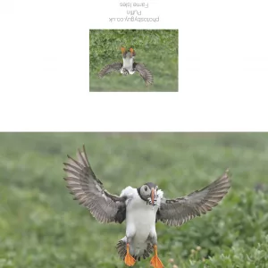 Puffin coming into land on a rainy day , The Farne Isles - without a border