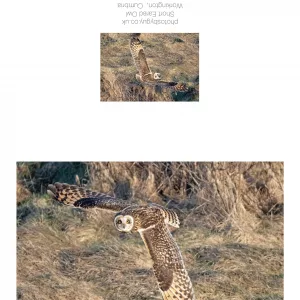 Short Eared Owl flying by in Cumbria - greetings card