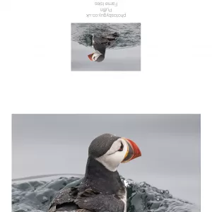Puffin swimming off the Farne Isles - greetings card