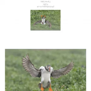 Puffin coming into land on a rainy day , The Farne Isles - with a border