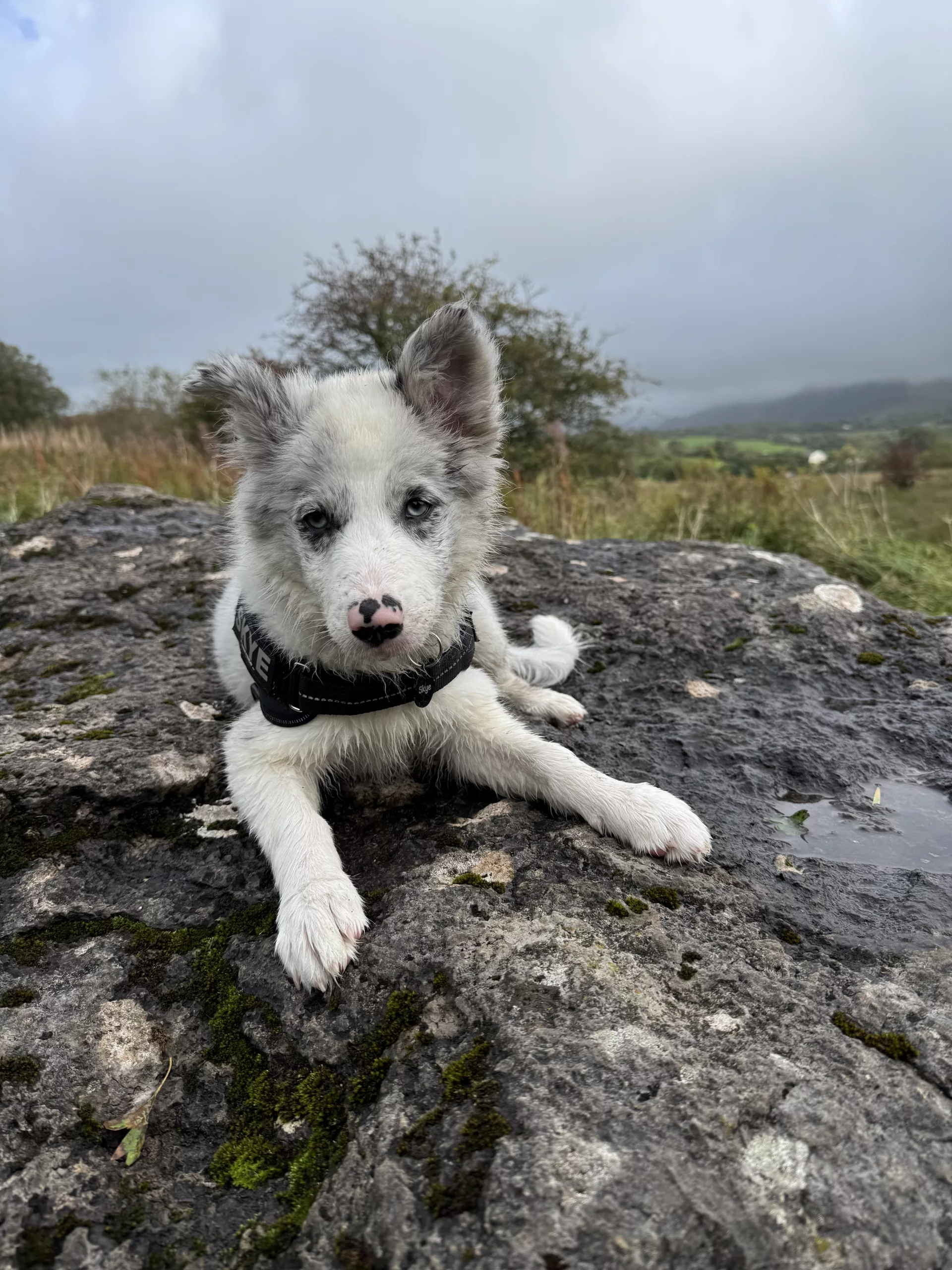 September 18 2025 : New puppy has paused my wildlife trips but Normal wildlife diary updates will continue very soon!