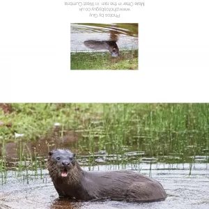 Otter In The Pond 2 - Greetings Card