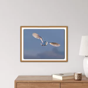 Barn Owl in flight with blue sky - A3 Print in a wooden frame