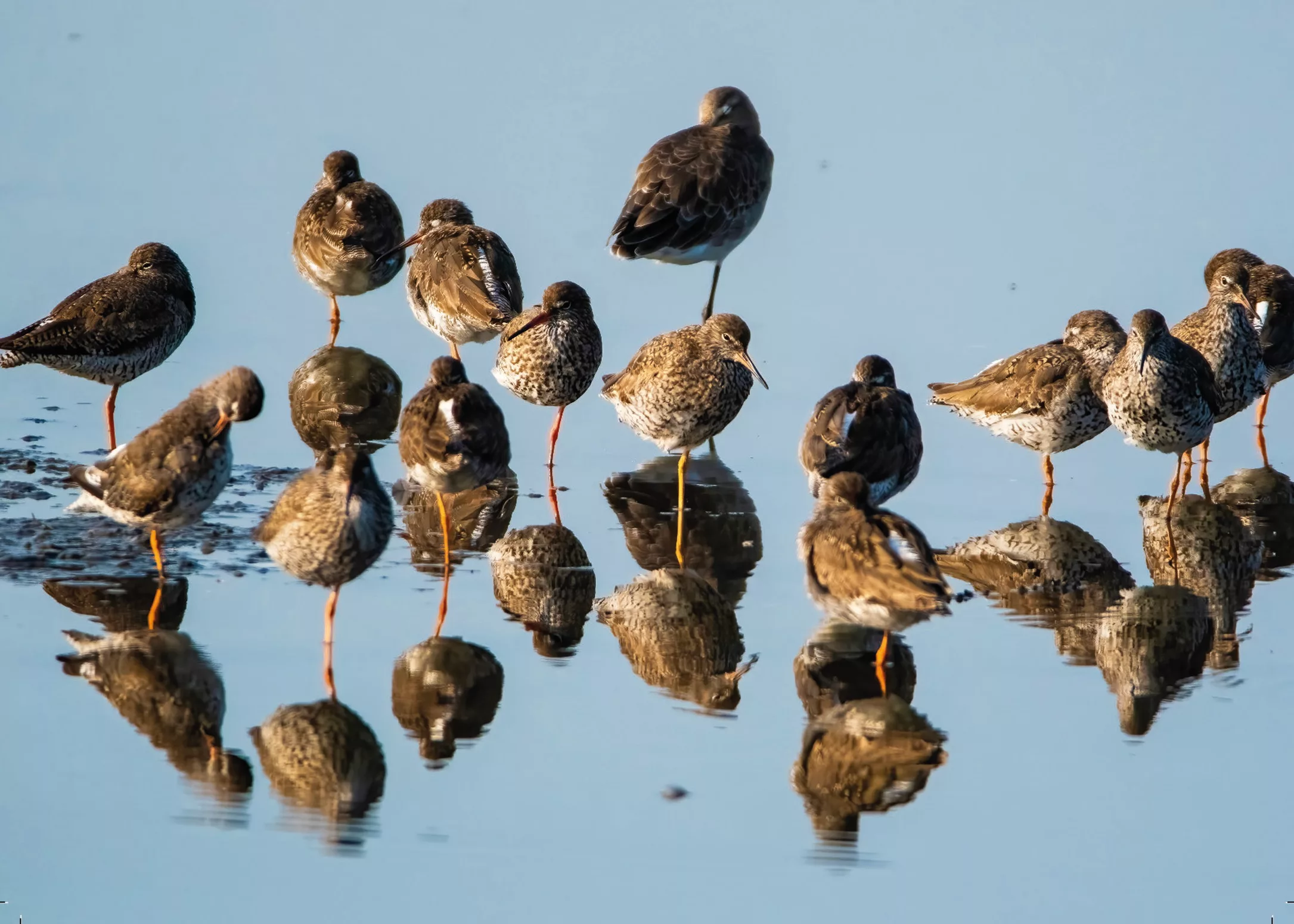 Godwits reflected in the water- Framed A3 Print in Wooden Frame - Image 2
