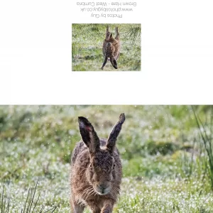 Brown Hare Running Towards The Camera - Greetings Card