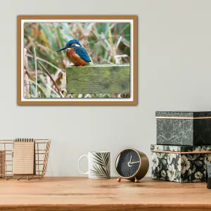 Perched Kingfisher in Cumbria (mark ii) - A3 Print in a wooden frame