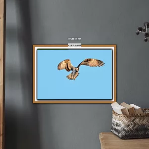 Osprey coming in to hunt in Cumbria A3 Print in a wooden frame